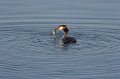 Great-crested Grebe, Somerset